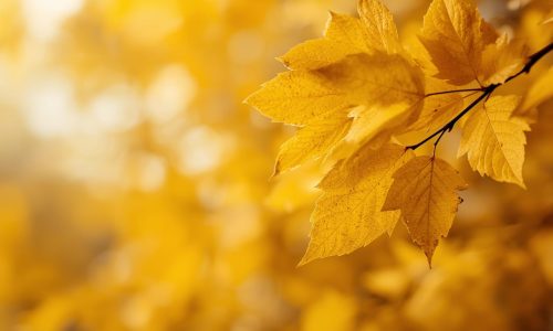 Saúde Mental nas Empresas e a Importância dos Planos de Saúde Empresariais em Sorocaba